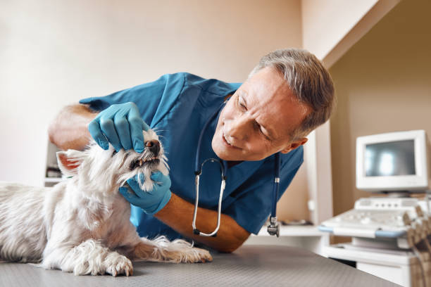 Best Emergency Dental Care for Broken or Chipped Teeth in Versailles, PA
